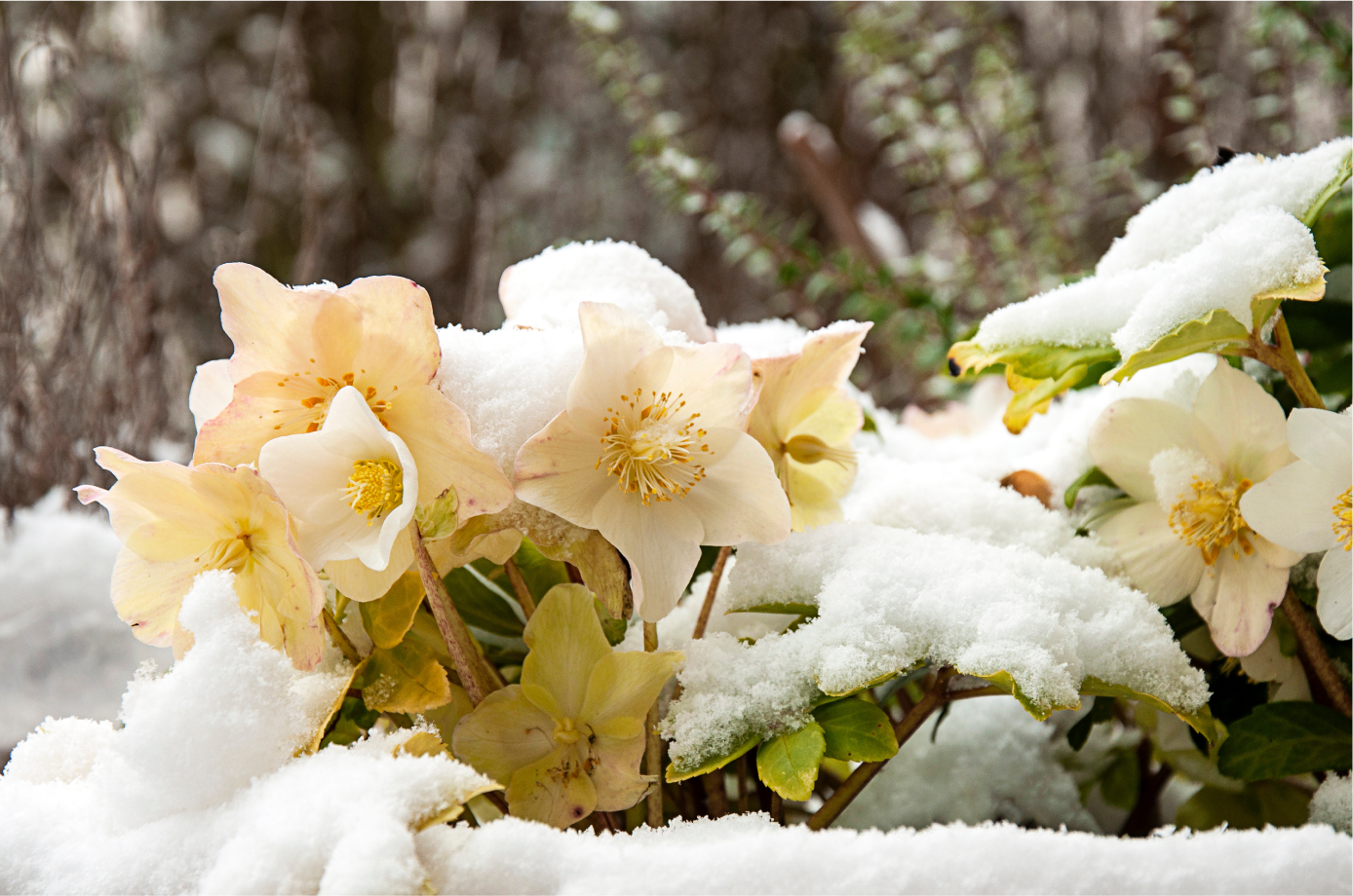 Hellebores bloom through the winter into spring.